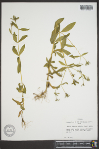 Sabatia calycina image