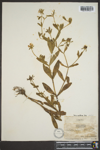 Sabatia calycina image