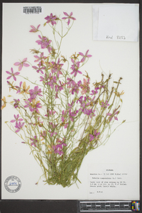 Sabatia campanulata image