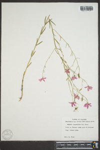 Sabatia campanulata image