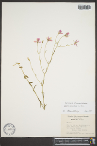 Sabatia campanulata image