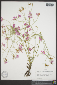 Sabatia campanulata image