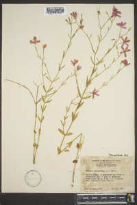 Sabatia campanulata image