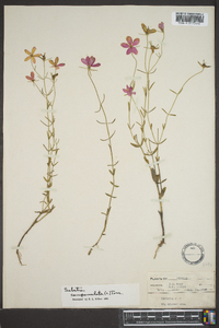 Sabatia campanulata image