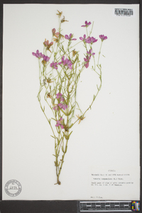 Sabatia campanulata image