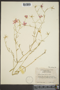 Sabatia campanulata image