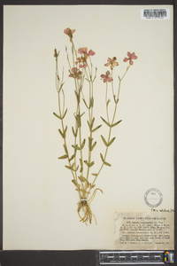 Sabatia campanulata image