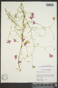 Sabatia campanulata image