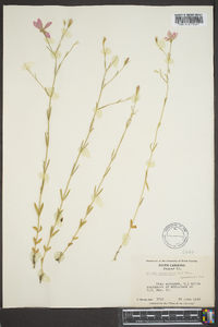 Sabatia campanulata image