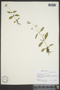 Cynoctonum mitreola image