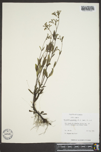 Cynoctonum mitreola image