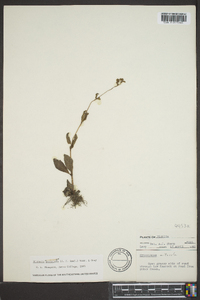 Cynoctonum mitreola image