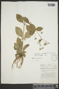 Cynoctonum petiolatum image