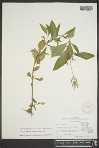 Cynoctonum mitreola image