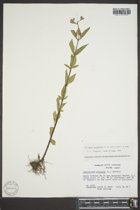 Cynoctonum mitreola image