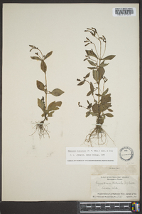 Cynoctonum mitreola image