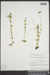 Mitreola sessilifolia image