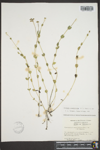 Mitreola sessilifolia image