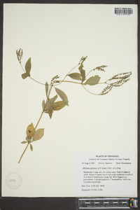 Cynoctonum mitreola image