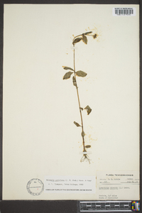 Cynoctonum mitreola image