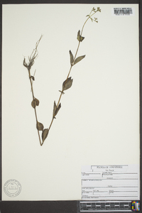 Cynoctonum mitreola image