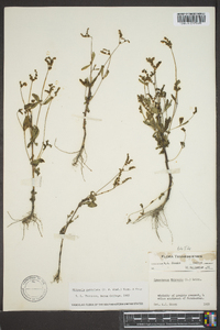 Cynoctonum mitreola image