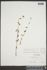 Cynoctonum mitreola image