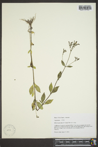 Cynoctonum mitreola image