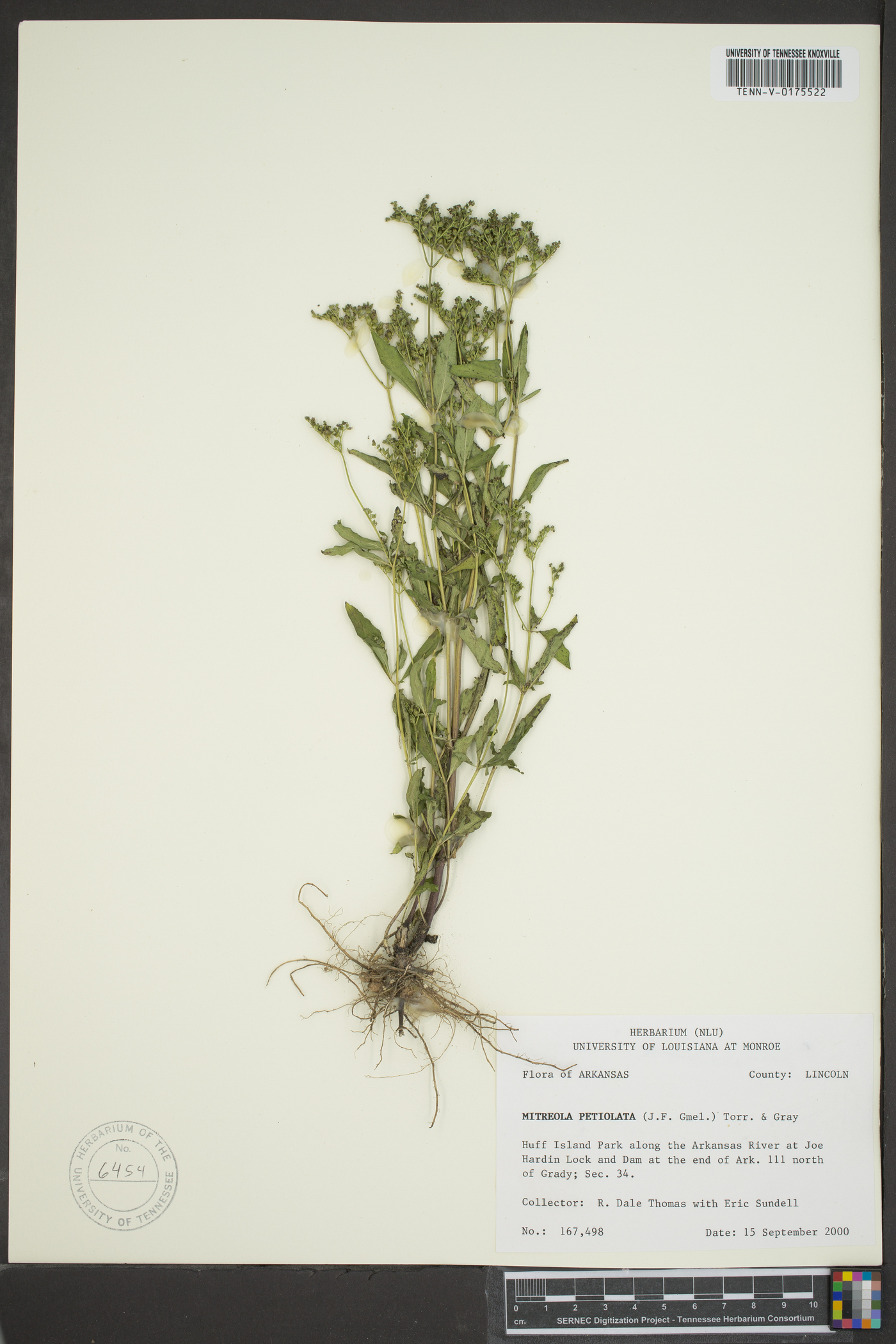 Mitreola image