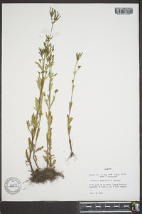 Mitreola sessilifolia image