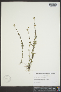 Mitreola sessilifolia image