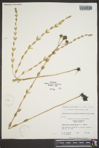 Mitreola sessilifolia image