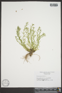 Polypremum procumbens image