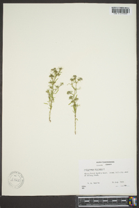 Polypremum procumbens image