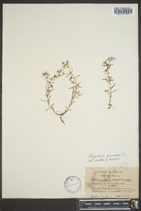 Polypremum procumbens image