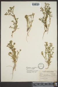 Polypremum procumbens image