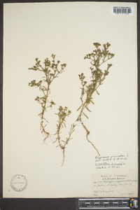 Polypremum procumbens image