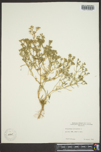 Polypremum procumbens image