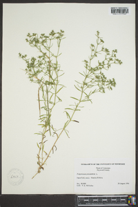 Polypremum procumbens image