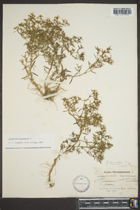 Polypremum procumbens image