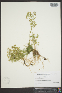 Polypremum procumbens image