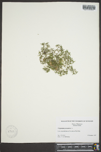 Polypremum procumbens image