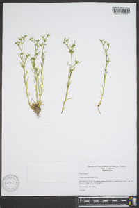 Polypremum procumbens image