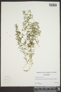 Polypremum procumbens image