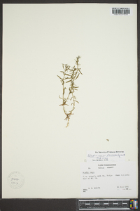 Polypremum procumbens image