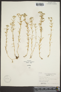 Polypremum procumbens image