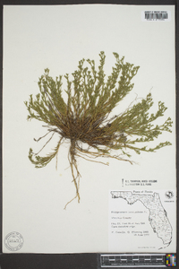 Polypremum procumbens image