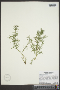 Polypremum procumbens image