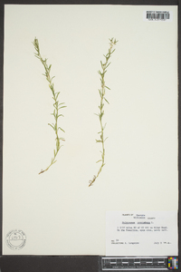 Polypremum procumbens image