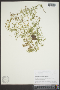 Polypremum procumbens image